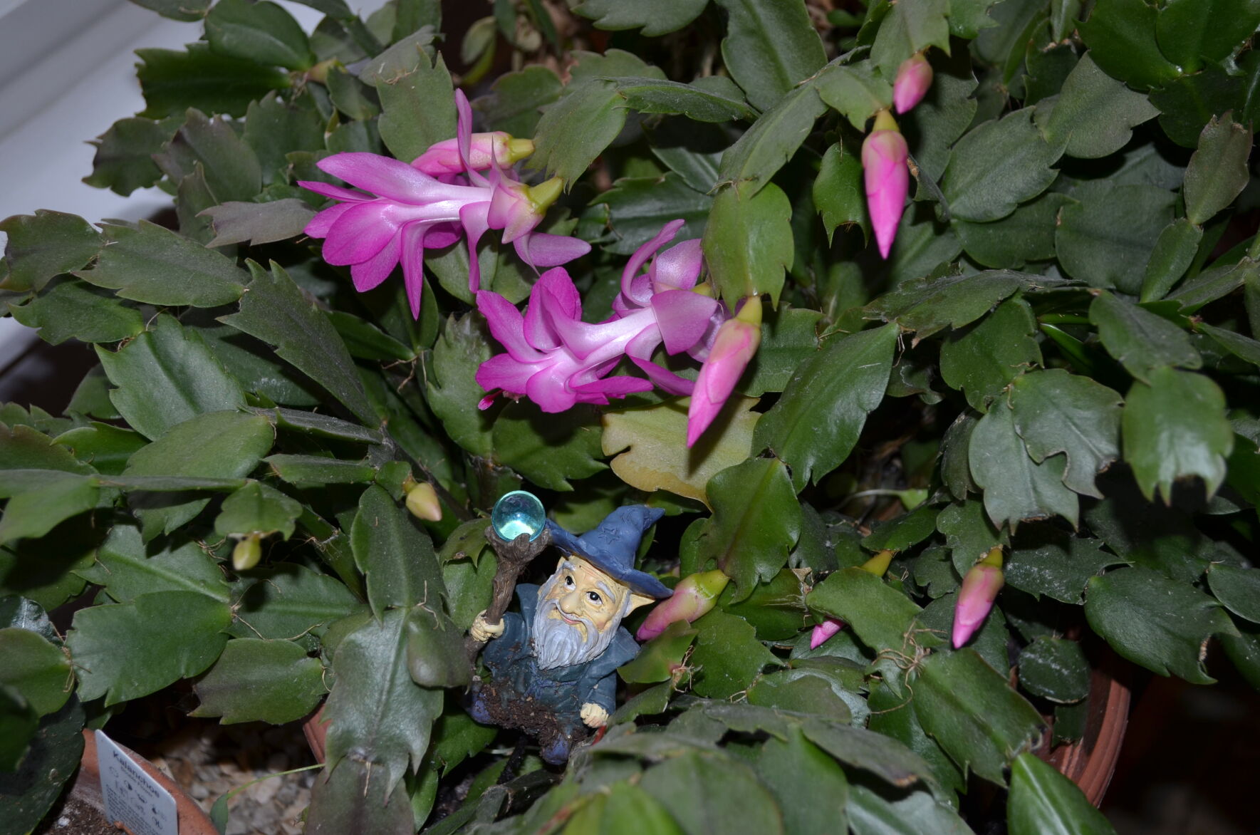 Thanksgiving cactus